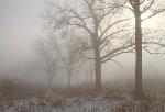photo of Winter fog