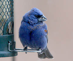 Blue Grosbeak photo