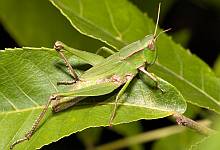 Short-winged Green Grasshopper, Dichromorpha viridis