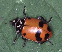 Confused Convergent Lady Beetle