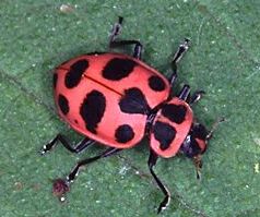  Spotted Lady Beetle