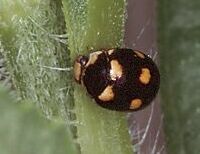 Ursine Lady Beetle