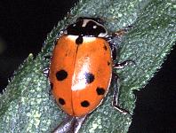Russian Wheat-aphid Lady Beetle
