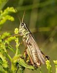 Melanoplus bivittatus, Two-striped Grasshopper
