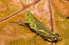 Differential Grasshopper, Melanoplus d. differentialis