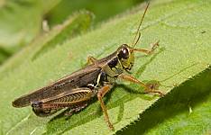 Red-legged Grasshopper, Melanoplus femurrubrum