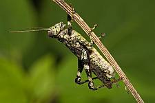 Melanoplus punctulatus griseus, Griseous Grasshopper