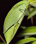 Angle-winged Katydid, Microcentrum rhombifolium