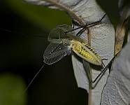 Black-horned Tree Cricket, Oecanthus nigricornis