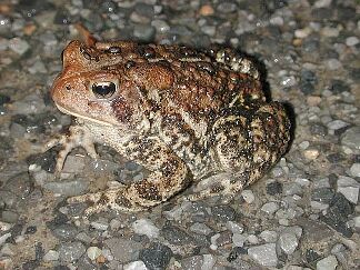 American Toad image, photo by Russ Jones