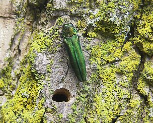 Emerald Ash Borers have killed most of the ash trees at Ojibway