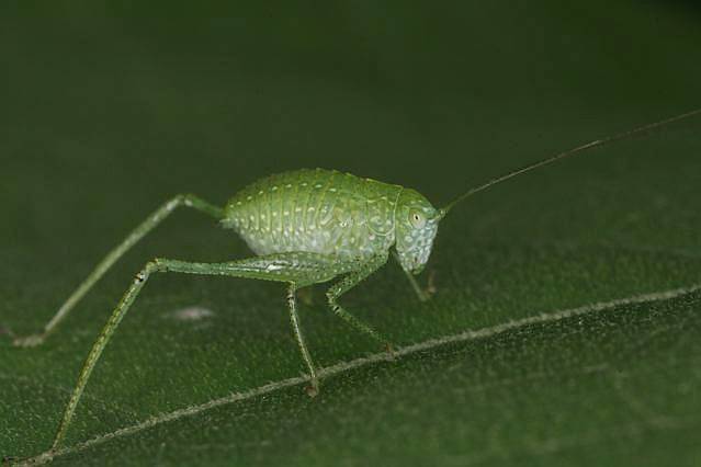 nymph of katydid
