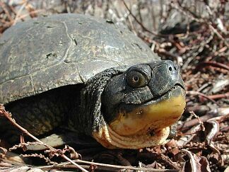 Blanding's Turtle, photo by Russ Jones