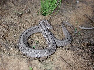 Northern Brown Snake, photo by Russ Jones