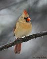 photo of male Cardinal in Winter