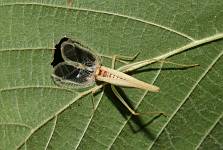 singing Two-spotted Tree Cricket, Neoxabea bipunctata