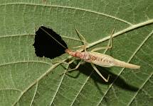 male Two-spotted Tree Cricket, Neoxabea bipunctata