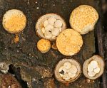 bird's nest fungi