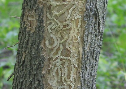 larval borer galleries beneath ash bark