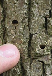 exit holes on ash trunk