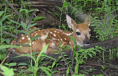 White-tailed Deer fawn, June 3, 2003