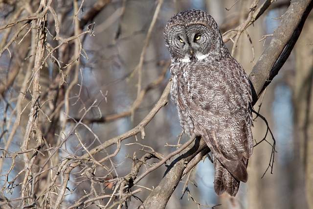 Great Gray Owl image. photo © Paul Pratt