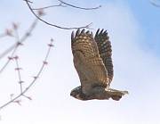 Great Horned Owl, April 2007