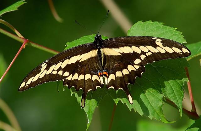 Giant Swallowtail image by Gerry Pollard