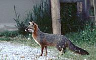 Gray Fox, Spring Garden ANSI