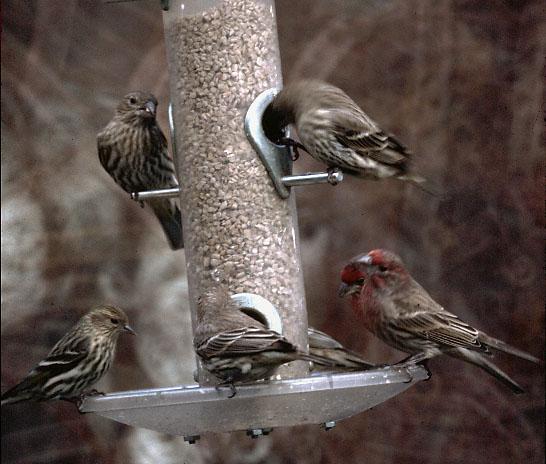 House Finch and Pine Siskin
