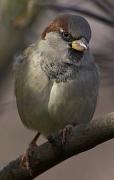 photo of House Sparrow