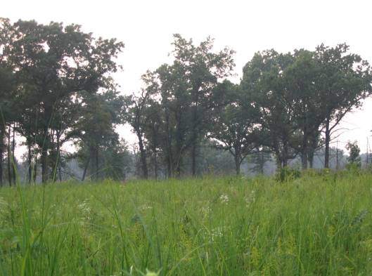 wet prairie meadow 