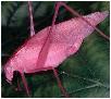 pink katydid, photo © P.D. Pratt