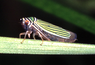 Tylozygus bifidus, a woodland leafhopper