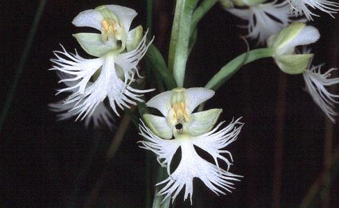 Eastern Prairie White-fringed Orchid