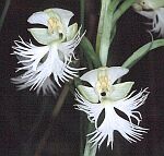 Eastern Prairie White-fringed Orchid