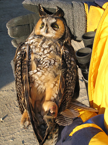 Long-eared Owl, Dec 1, 2007 © PD Pratt