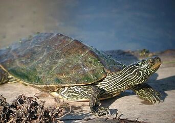 Common Map Turtle, photo by Russ Jones