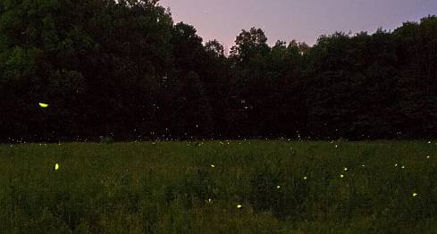 fireflies over prairie meadow. June 12, 2007. © Paul Pratt