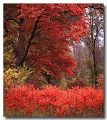 photo of Red Maple and Smooth Sumacs