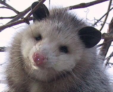 Virginia Opossum, 02/07/01