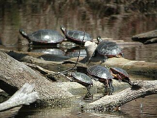 Midland Painted Turtles, photo by Russ Jones