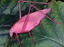 pink form of Oblong-winged Katydid