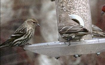 Pine Siskin (left) and House Finch at feeder