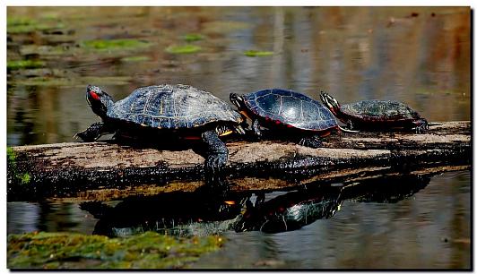 Red-eared Slider and Painted Turtles, photo by Gerry Pollard