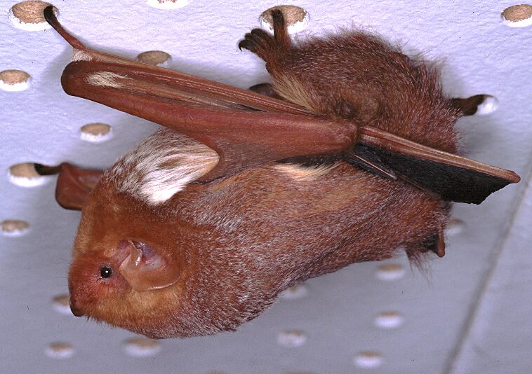 photo of Red Bat