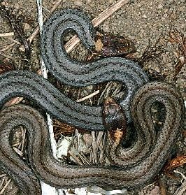 one grey and one brown phase Redbelly Snakes