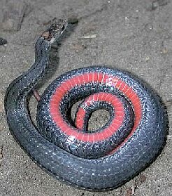 Red-bellied Snake, photo by Russ Jones