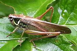 Roesel's Bush-cricket, Metrioptera roeselii
