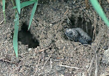hatchling snapping turtle emerging from nest